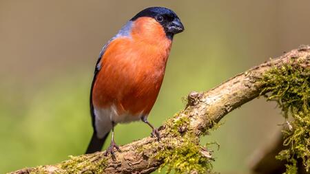 Rabe oder Krähe? Diese heimischen Vögel werden oft verwechselt