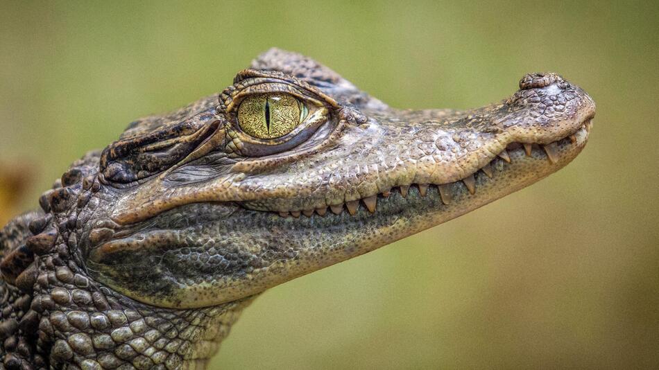 Alligator wurde im Garten aufgezogen.