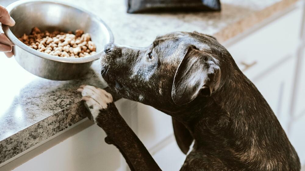 Hundefutter ist immer individuell anzupassen.