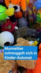 Echtes Murmeltier in Kinder-Automat gefunden