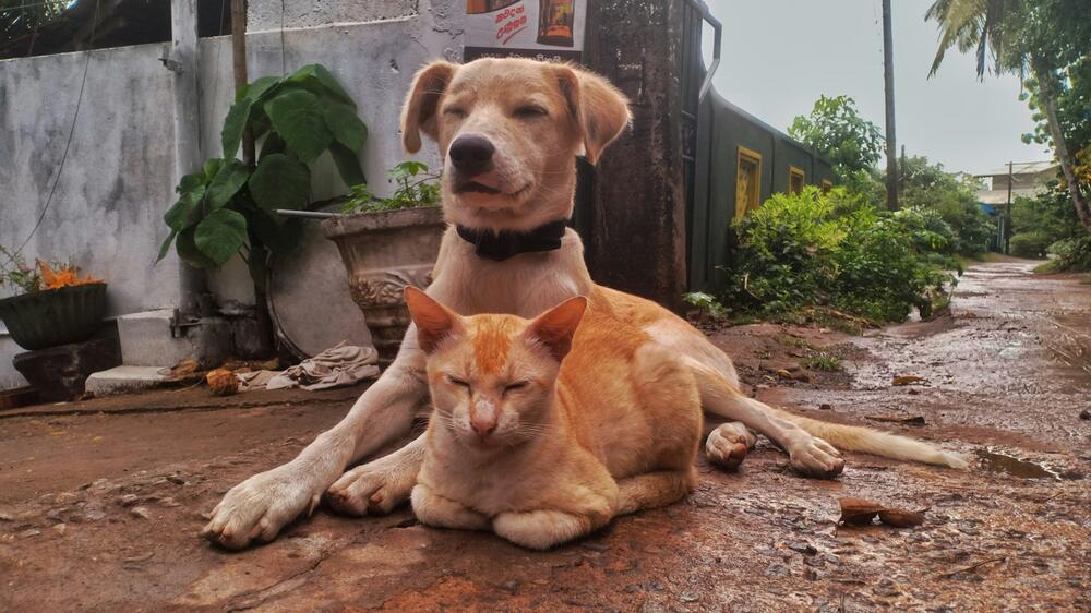 Hunde und Katzen sind hier eher Haustiere.