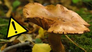 Brauner Pilz mit unregelmäßigem, welligem Hut auf Waldboden, daneben ein gelbes Warnschild mit ...