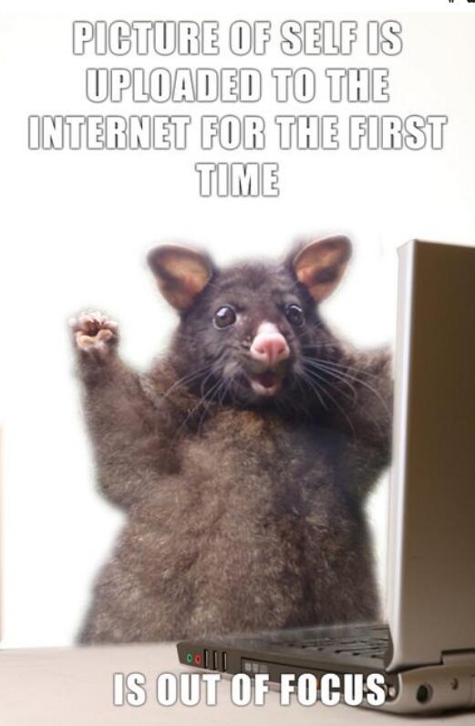 Possum, Meme