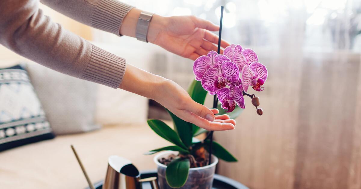 Empfindliche Schönheit So pflegt man Orchideen richtig 1&1