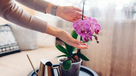 Was Sie bei der Orchideen-Pflege beachten sollten
