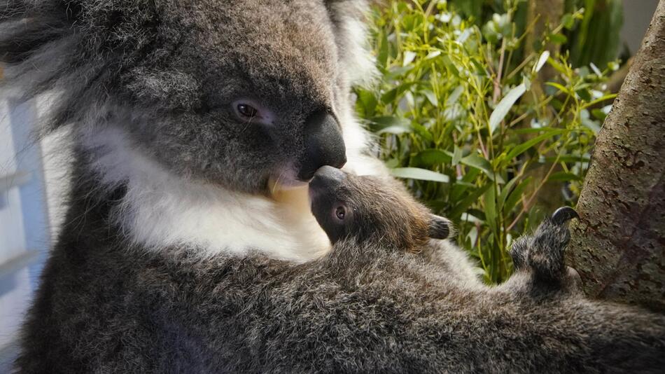 Koala-Nachwuchs in Großbritannien