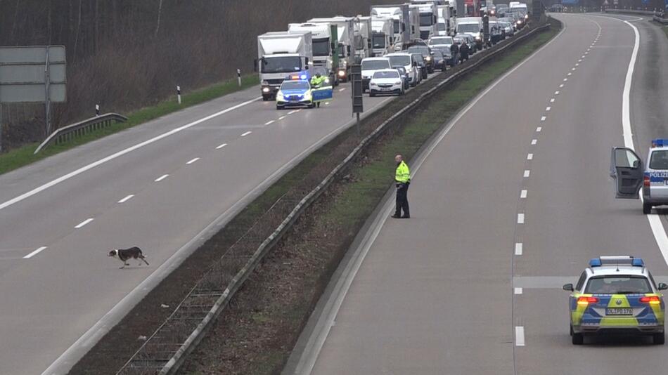 Polizei erschießt freilaufenden Hund auf der A29