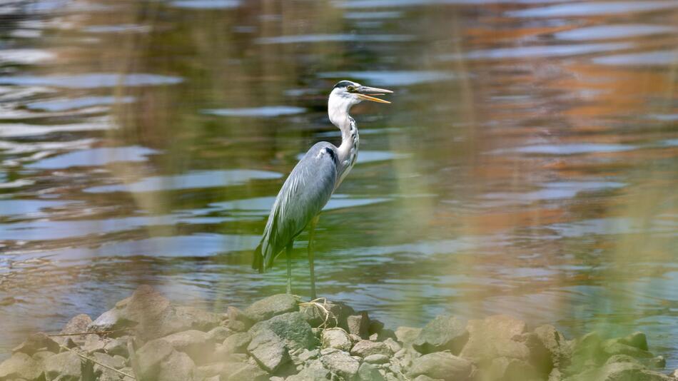 Vogelschutz: Brüssel eröffnet Verfahren gegen Deutschland