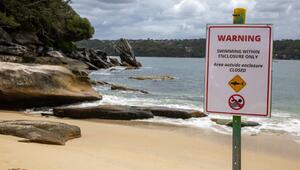 Shark Beach in Sydney