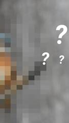 Welches Tier suchen wir?