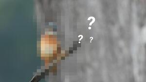 Welches Tier suchen wir?