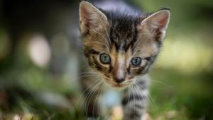Katze, Kätzchen