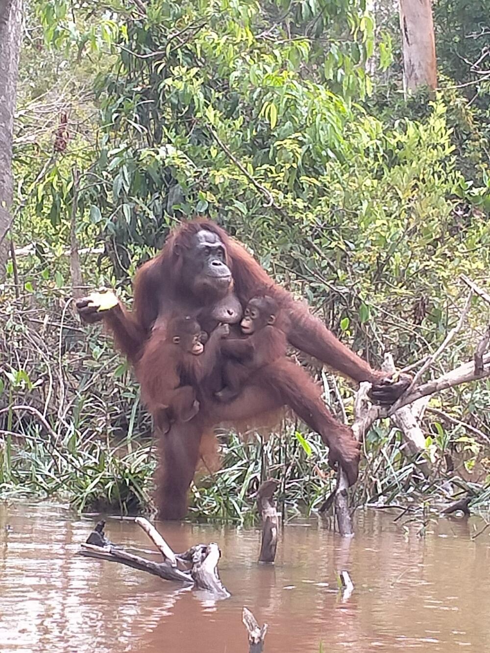 Orang-Utan-Mama Du auf Borneo