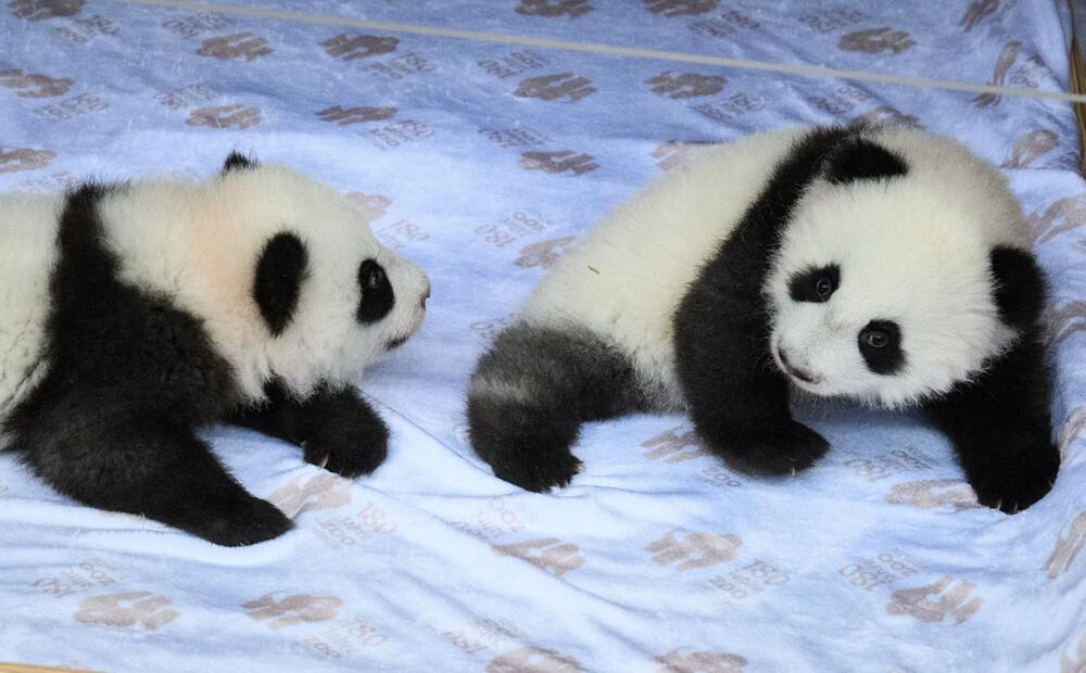 Panda-Zwillinge im Berliner Zoo