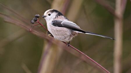 Der "niedlichste Vogel der Welt" springt auch bei uns durchs Gebüsch