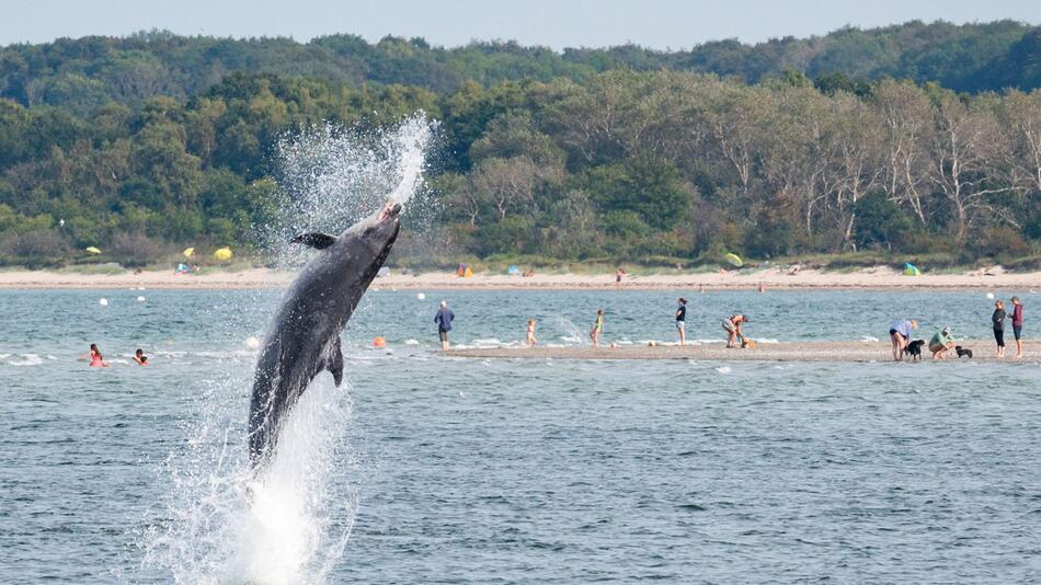 Delfin in der Trave