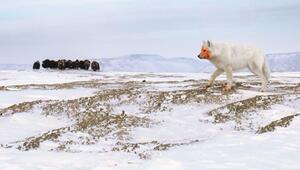Arktischer Wolf und eine Herde Moschusochsen im Hintergrund