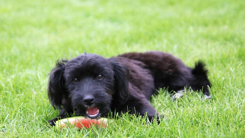 Rezeptideen mit Wassermelone für Deinen Hund.