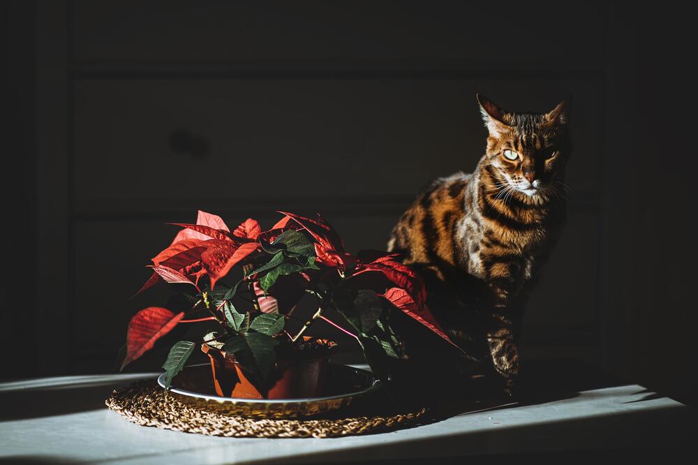 Der Weihnachtsstern ist giftig für Katzen.