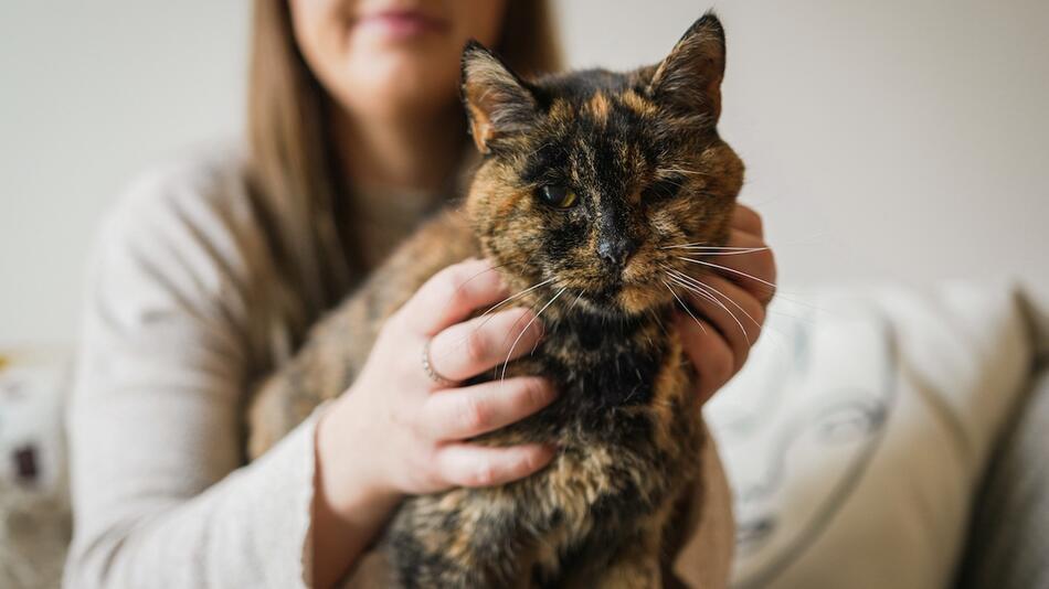 Durch Zufall wurde die älteste Katze adoptiert.