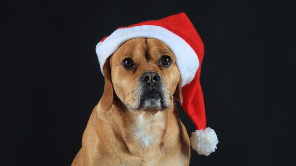 Ein Hund mit Weihnachtsmütze