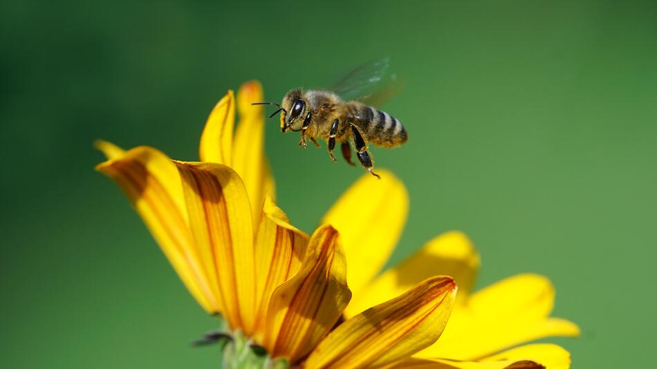 Nisthilfen, Bienen, Wildbienen, Honigbienen, Bienen helfen, Garten, Nachhaltigkeit, Umwelt, Natur