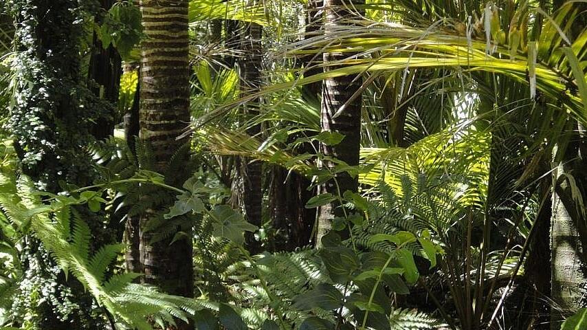 Guarana wächst als lianenartiges Gewächs im Amazonasregenwald