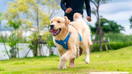 So läuft es mit dem Hund: 8 Anfängerfehler beim Laufen mit Hund