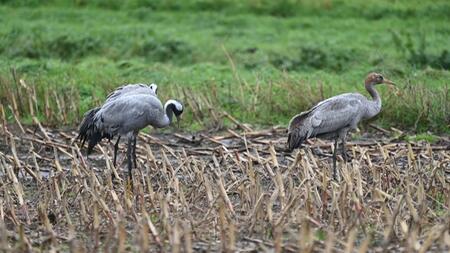 Vogelgrippe breitet sich weiter aus: Hunderttausende Tiere getötet