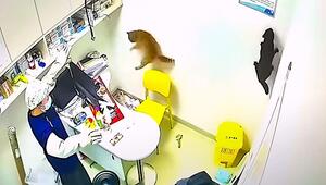 Chaos-Katzen: Vierbeiner drehen in Tierklinik völlig durch