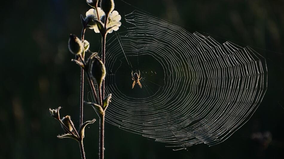 sind spinnen insekten