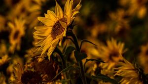 blumensamen sammeln