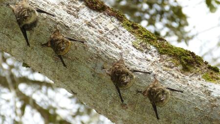 Fledermausfreundlicher Garten: So schützt du Fledermäuse in deinem Garten