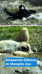 Gibbons genießen die warmen Sonnenstrahlen