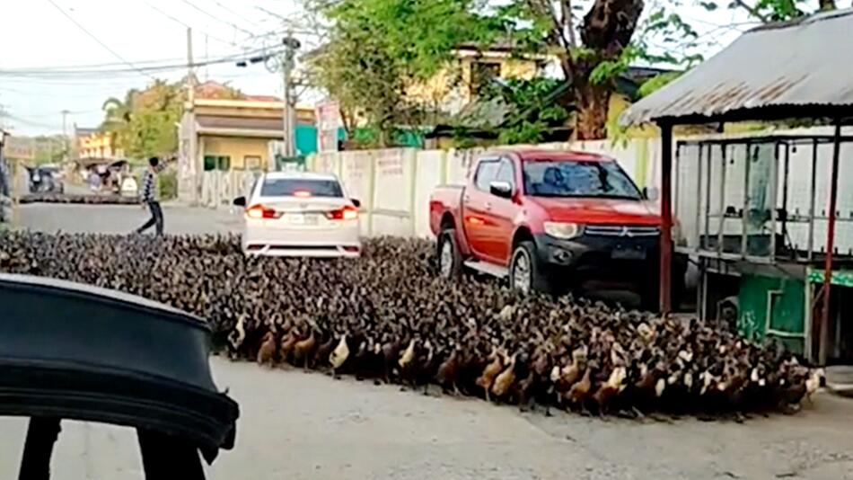 Tarlac City, Philippinen, Enten, 2022