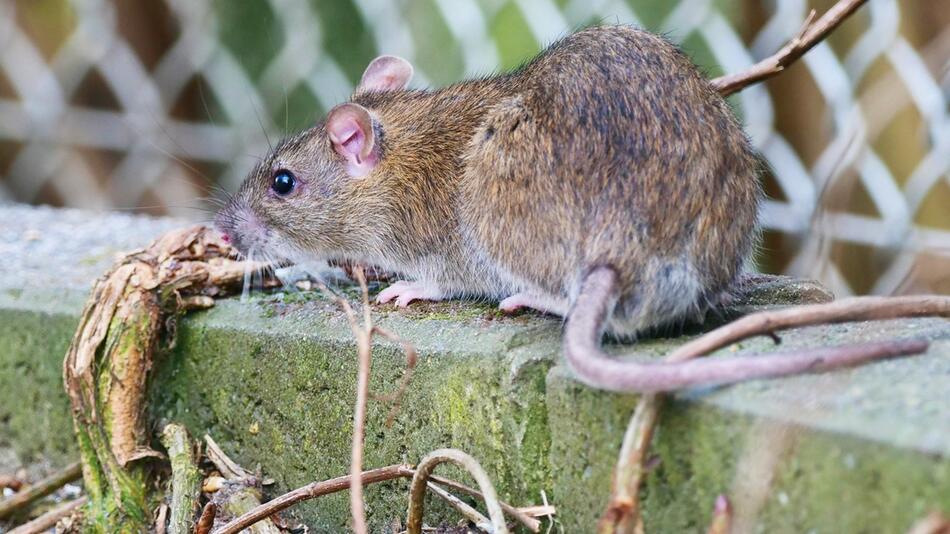 Ratten, bekämpfen, Wanderratte