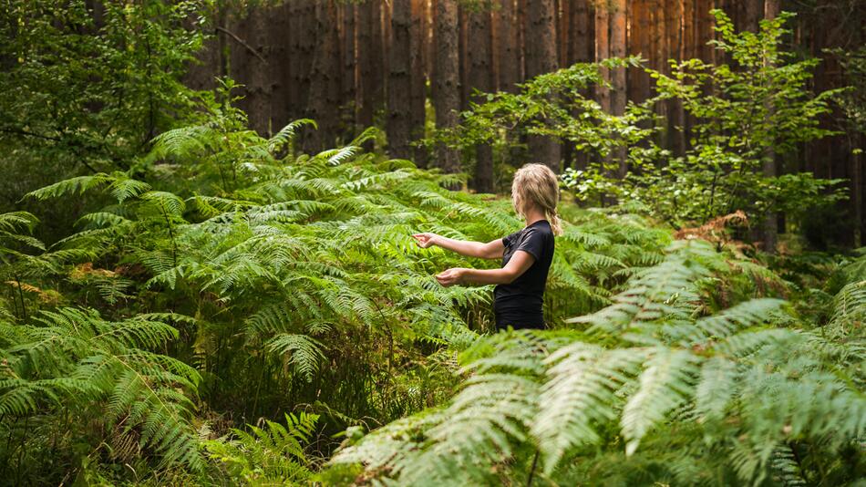 Wald, Waldbaden, Natur, Klima