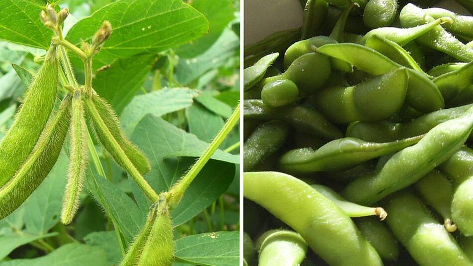 Edamame anbauen Sojabohne