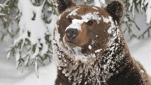 Ein schneebedeckter Braunbär im Winter.