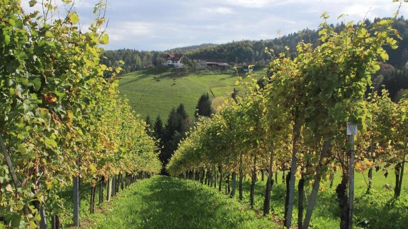 Ein Weinberg in der Steiermark