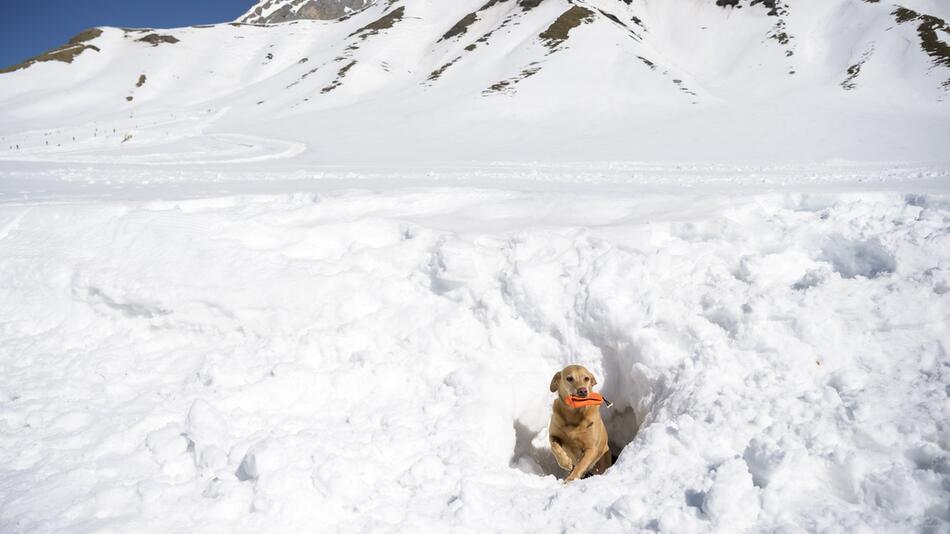 Schweizer Meisterschaft der Lawinenhunde 2019