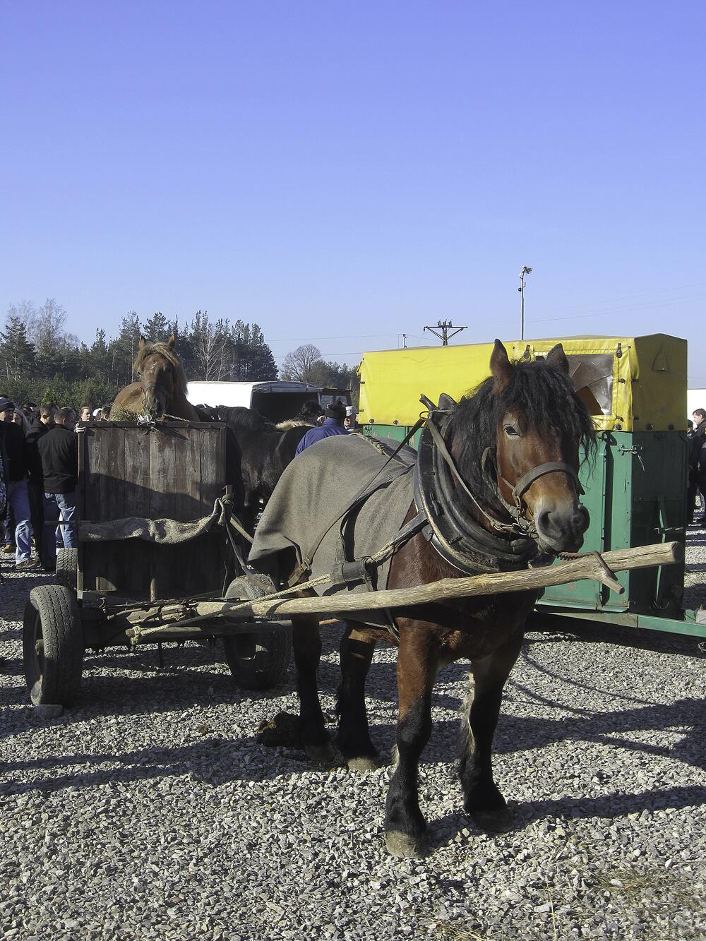 Der polnische Pferdemarkt will ein besseres Image.