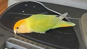 Rhythmus im Blut: Papagei tanzt zu Keyboard-Beats