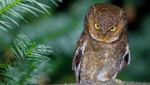 Nikon Comedy Wildlife