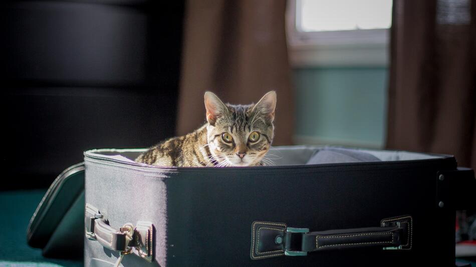 Wie kam die Mieze in den Koffer?