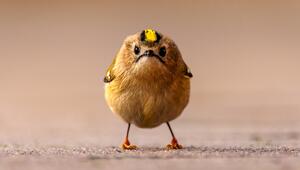 Nikon Comedy Wildlife