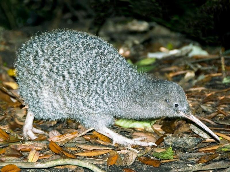 Haastkiwi auf Kapiti