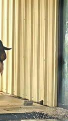 Tierischer Alarm in Texas: Ziegenbock kracht durch Kirchentür– 1.600 Dollar Schaden