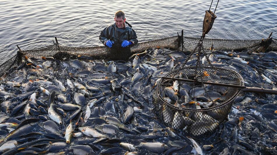 Abfischen der Peitzer Karpfenteiche