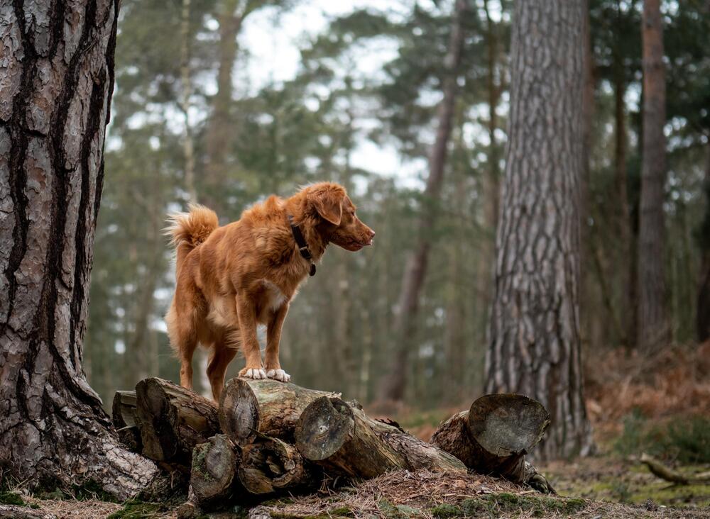 Hunde nutzen das Magnetfeld als inneren Kompass.